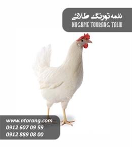 فروش مرغ تخم گذار صنعتی نژاد ال اس ال و هایلاین